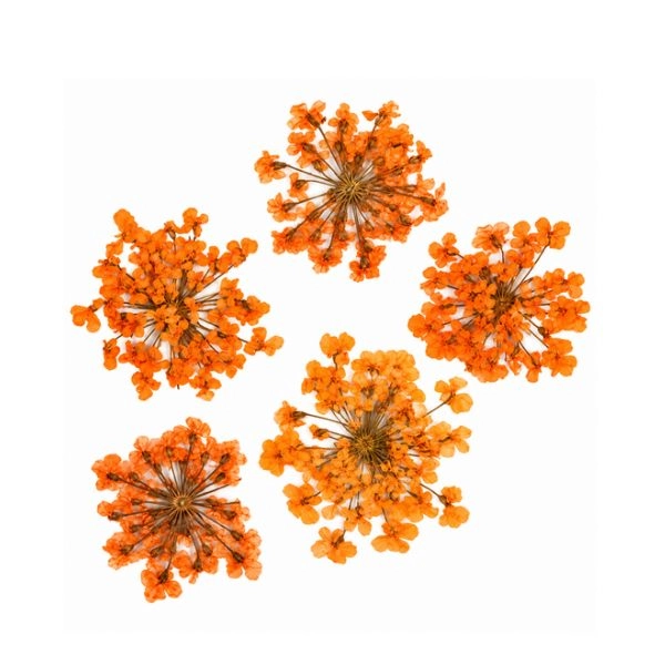Sušené květiny – oranžové