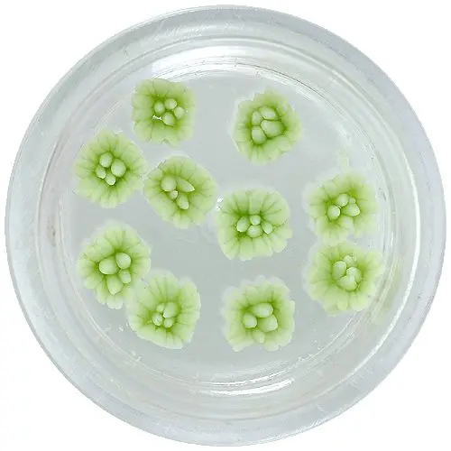 Kytičky z akrylu – světle zelená barva